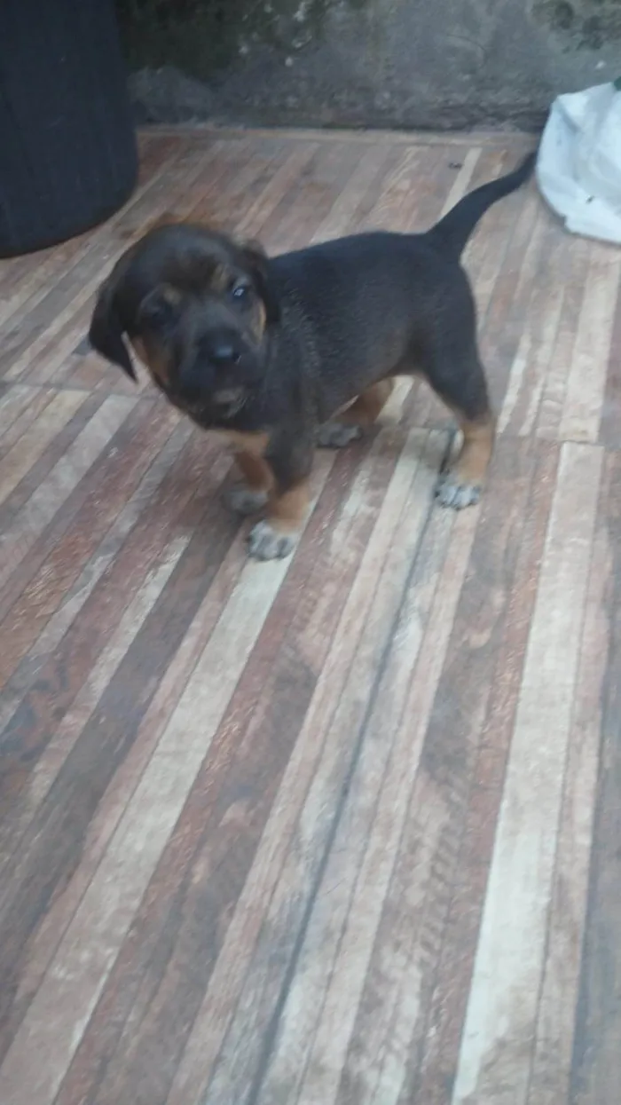 Cachorro ra a SRD-ViraLata idade 2 a 6 meses nome Chiara