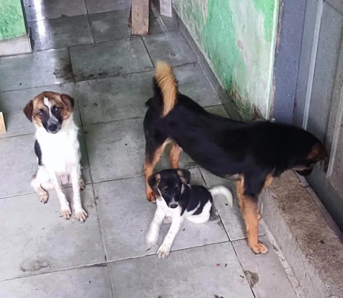 Cachorro ra a SRD-ViraLata idade 2 anos nome Hanna