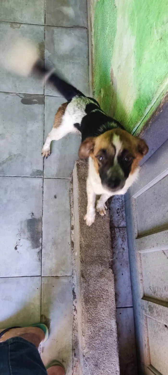 Cachorro ra a SRD-ViraLata idade 2 anos nome Hanna