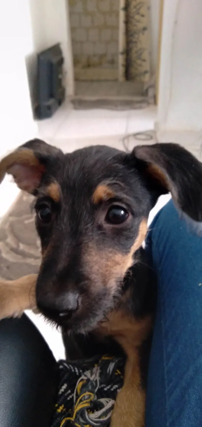 Cachorro ra a Srd idade 2 a 6 meses nome Amora