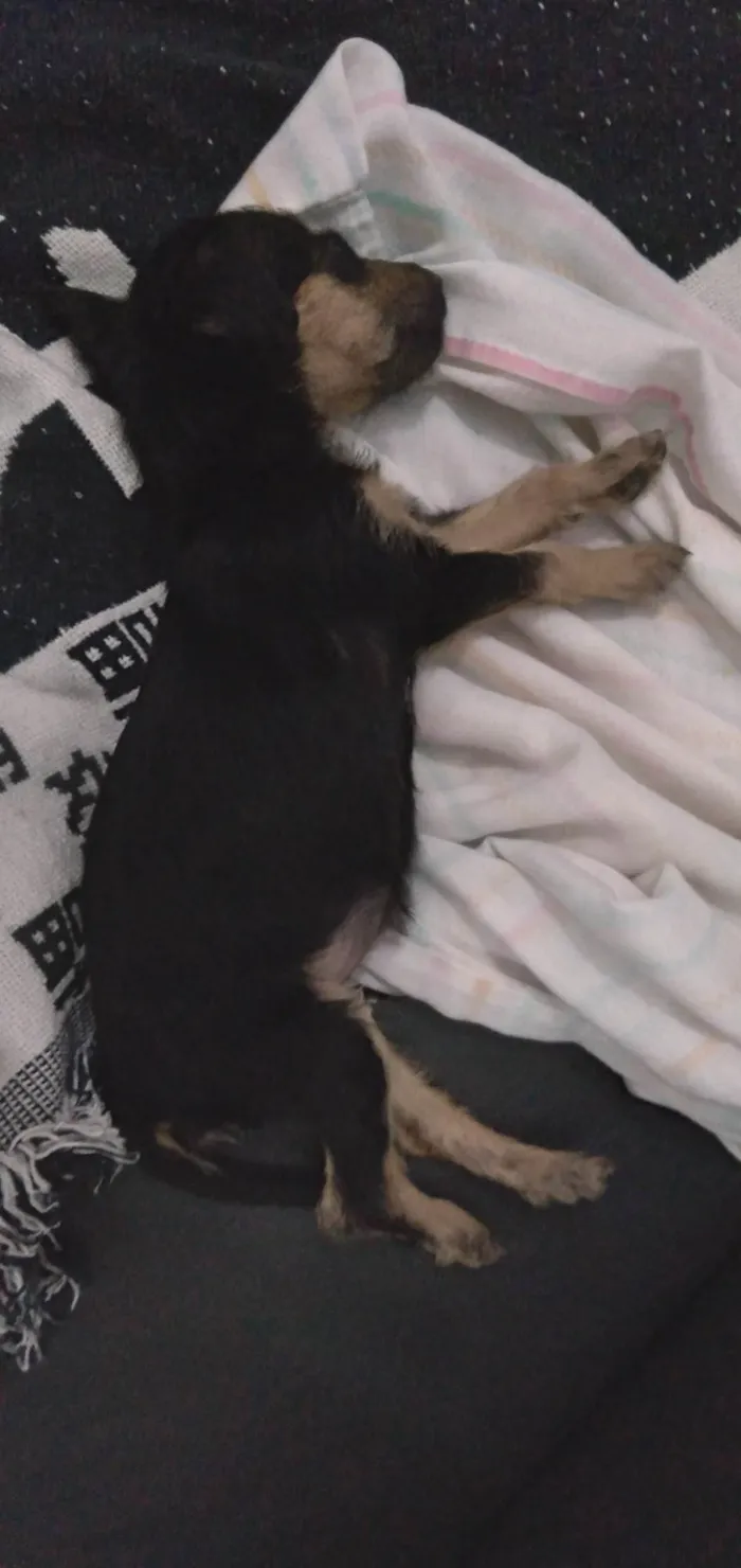 Cachorro ra a Srd idade 2 a 6 meses nome Amora