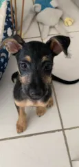 Amora