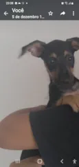 Amora