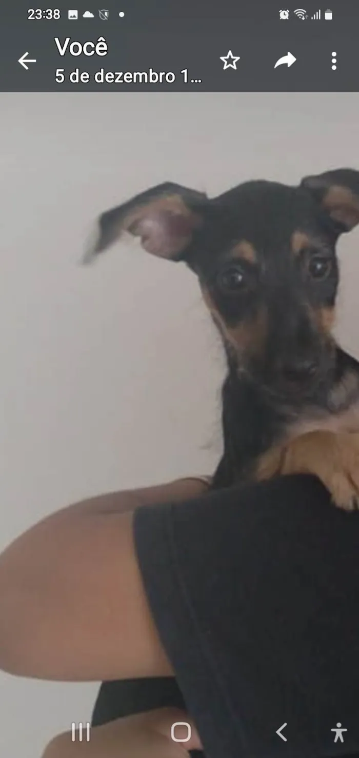 Cachorro ra a Srd idade 2 a 6 meses nome Amora