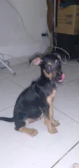 Amora