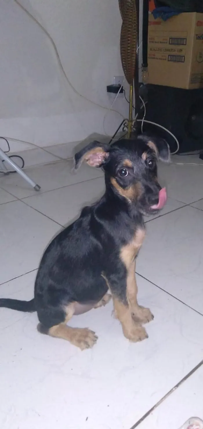 Cachorro ra a Srd idade 2 a 6 meses nome Amora