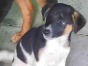 Cachorro raça SRD-ViraLata idade 2 a 6 meses nome Tobby