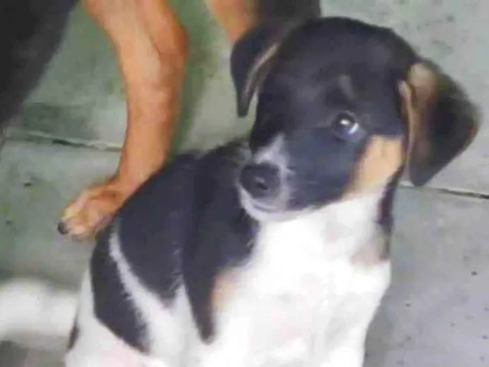 Cachorro ra a SRD-ViraLata idade 2 a 6 meses nome Tobby