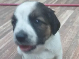 Cachorro raça SRD-ViraLata idade 2 a 6 meses nome Charlote