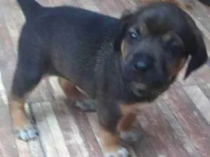 Cachorro raça SRD-ViraLata idade 2 a 6 meses nome Chiara