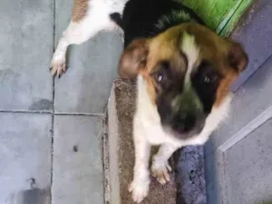 Cachorro raça SRD-ViraLata idade 2 anos nome Hanna