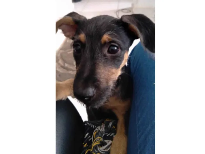 Cachorro ra a Srd idade 2 a 6 meses nome Amora