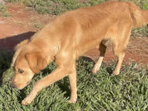 Cachorro raça SRD-ViraLata idade 2 anos nome Nina