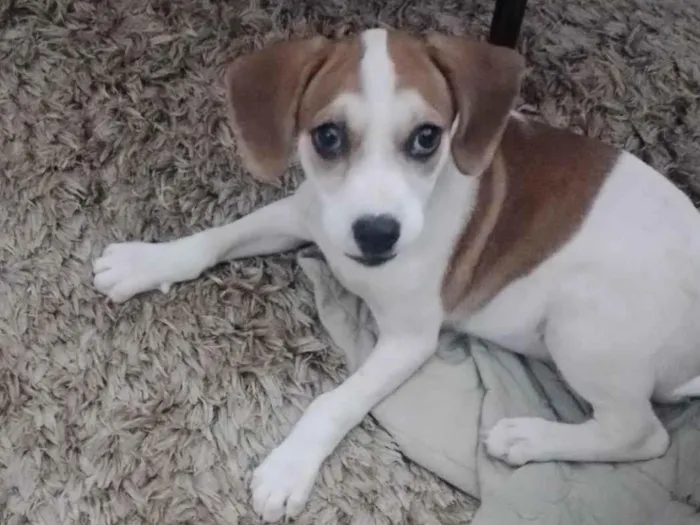 Cachorro ra a SRD-ViraLata idade Abaixo de 2 meses nome Mel