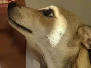 Cachorro raça Labrador idade 7 a 11 meses nome Lully