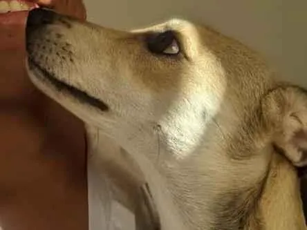 Cachorro ra a Labrador idade 7 a 11 meses nome Lully