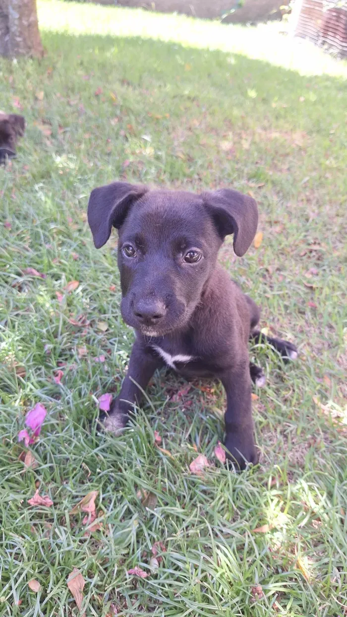 Cachorro ra a SRD idade 2 a 6 meses nome Batman, Robin,  Beyoncé 