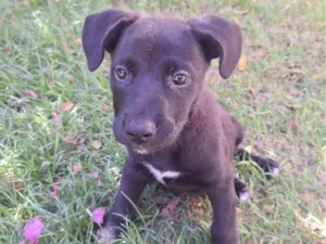 Cachorro raça SRD idade 2 a 6 meses nome Batman, Robin,  Beyoncé 