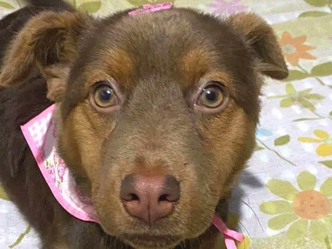 Cachorro ra a Chau-chau com viralata idade 7 a 11 meses nome Mel