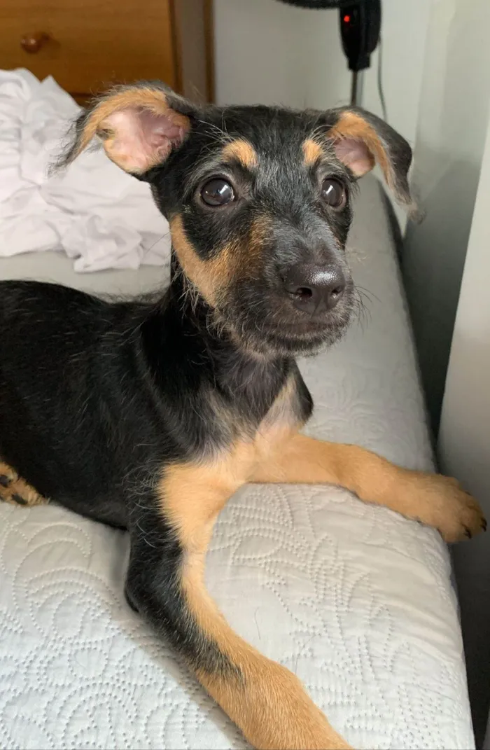Cachorro ra a Srd idade 2 a 6 meses nome Amora