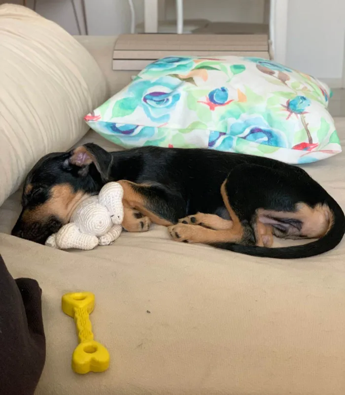 Cachorro ra a Srd idade 2 a 6 meses nome Amora