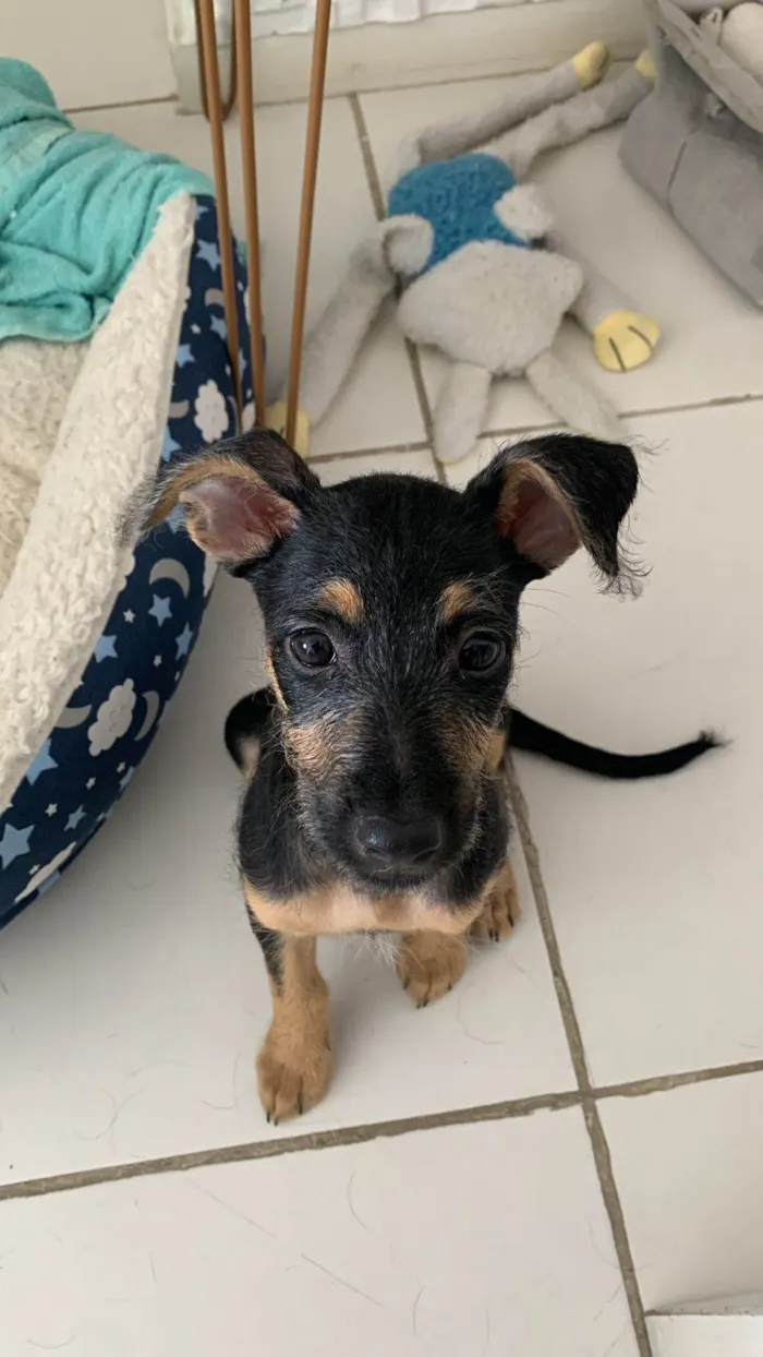 Cachorro ra a Srd idade 2 a 6 meses nome Amora
