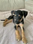 Amora