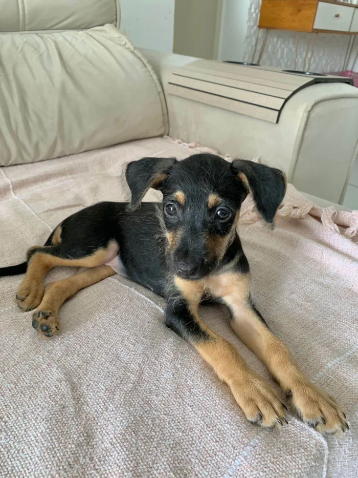 Cachorro ra a Srd idade 2 a 6 meses nome Amora