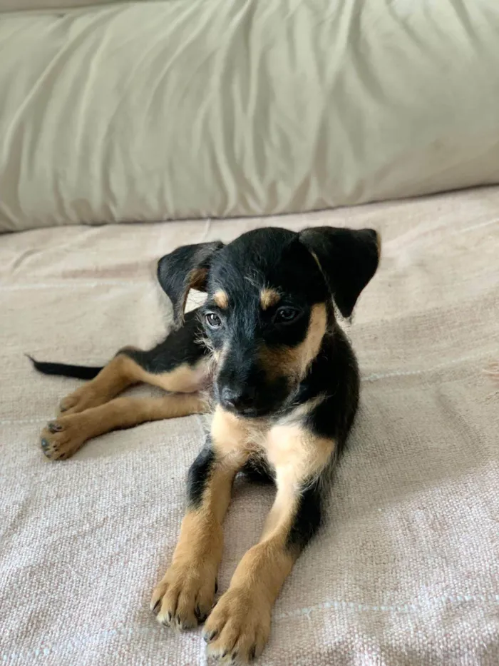 Cachorro ra a Srd idade 2 a 6 meses nome Amora