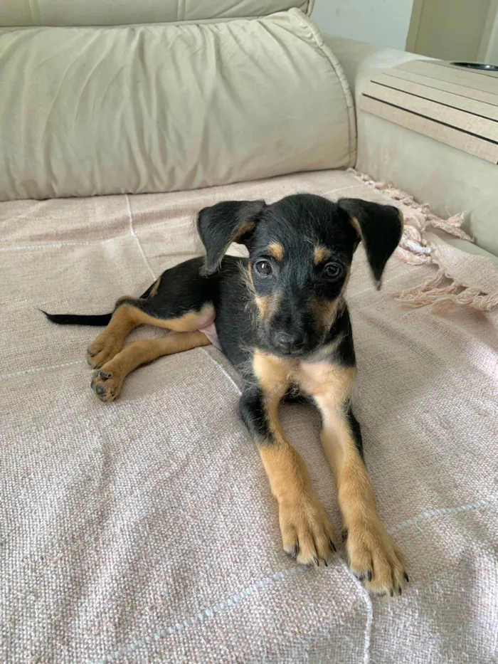 Cachorro ra a Srd idade 2 a 6 meses nome Amora
