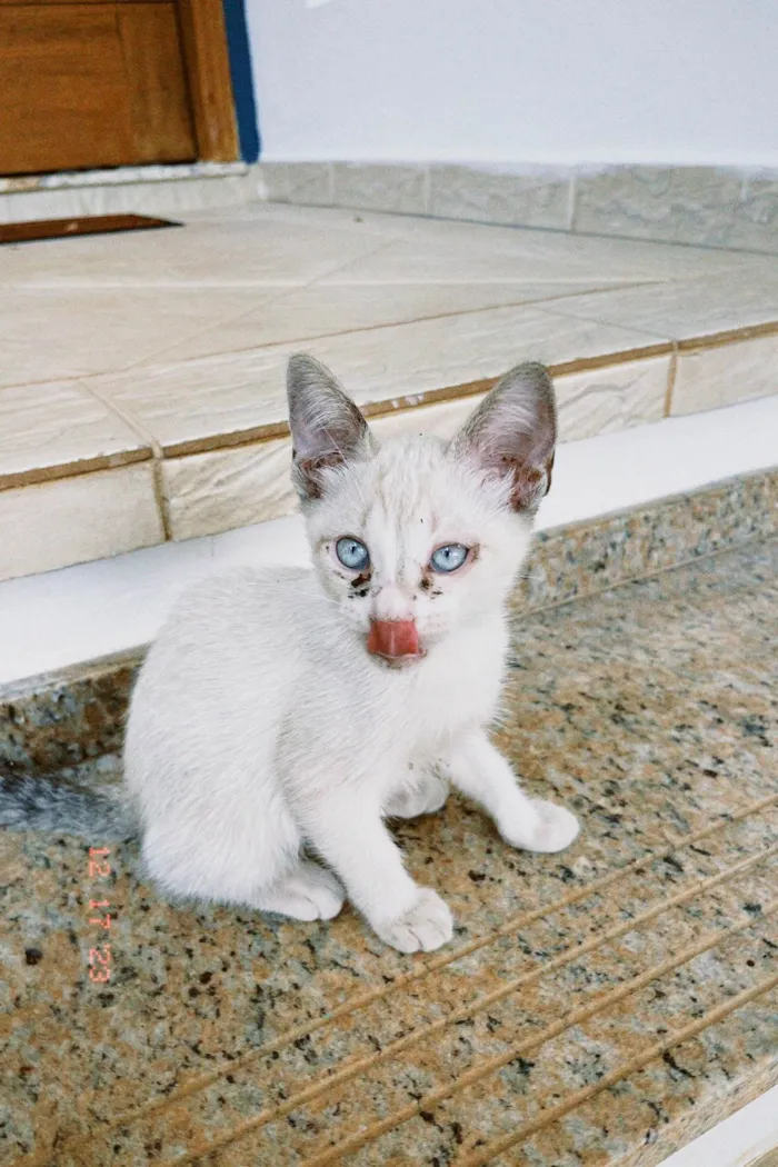 Gato ra a SRD-ViraLata idade 2 a 6 meses nome Gato