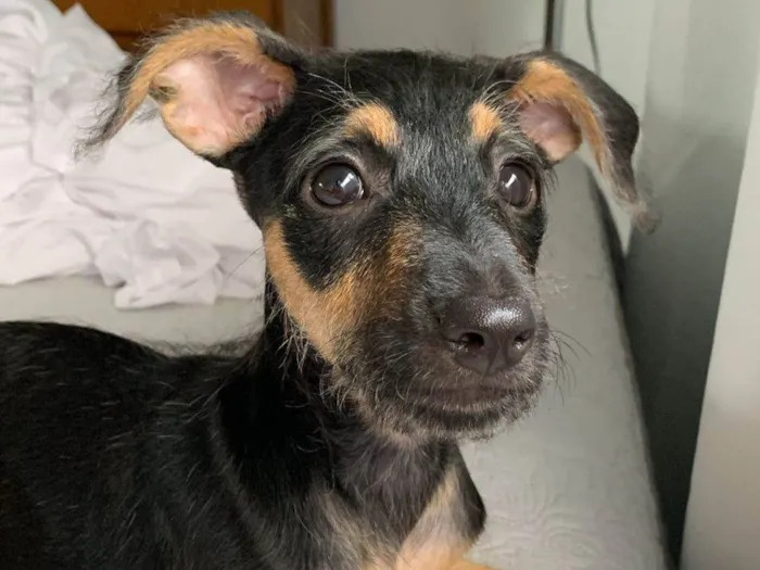 Cachorro ra a Srd idade 2 a 6 meses nome Amora