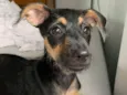 Amora