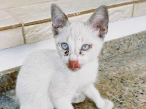 Gato raça SRD-ViraLata idade 2 a 6 meses nome Gato