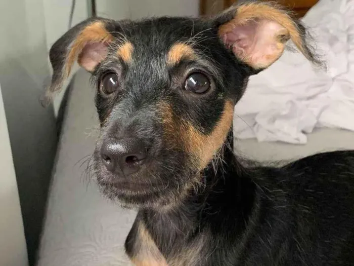 Cachorro ra a Srd idade 2 a 6 meses nome Amora