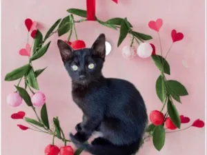 Gato raça SRD-ViraLata idade 2 a 6 meses nome Sushi bb2meses 