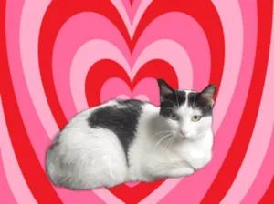 Gato raça SRD-ViraLata idade 7 a 11 meses nome Oreo bb10 meses mega carinhoso 