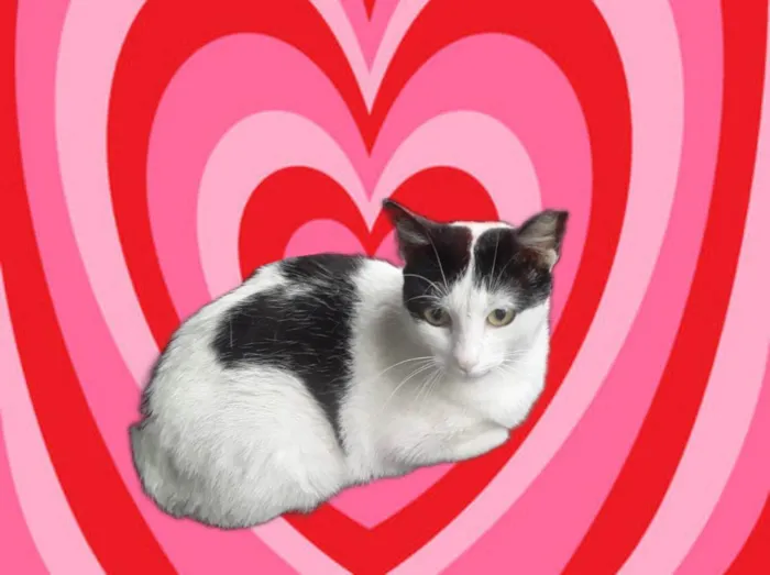Gato ra a SRD-ViraLata idade 7 a 11 meses nome Oreo bb10 meses mega carinhoso 