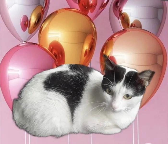 Gato ra a SRD-ViraLata idade 7 a 11 meses nome Oreo bb10 meses mega carinhoso 