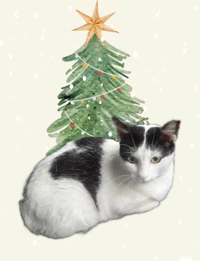 Gato ra a SRD-ViraLata idade 7 a 11 meses nome Oreo bb10 meses mega carinhoso 