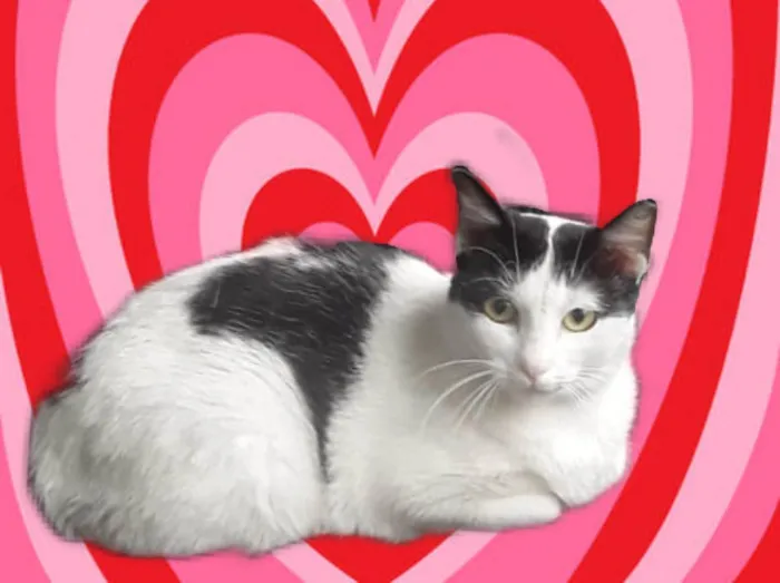 Gato ra a SRD-ViraLata idade 7 a 11 meses nome Oreo bb10 meses mega carinhoso 