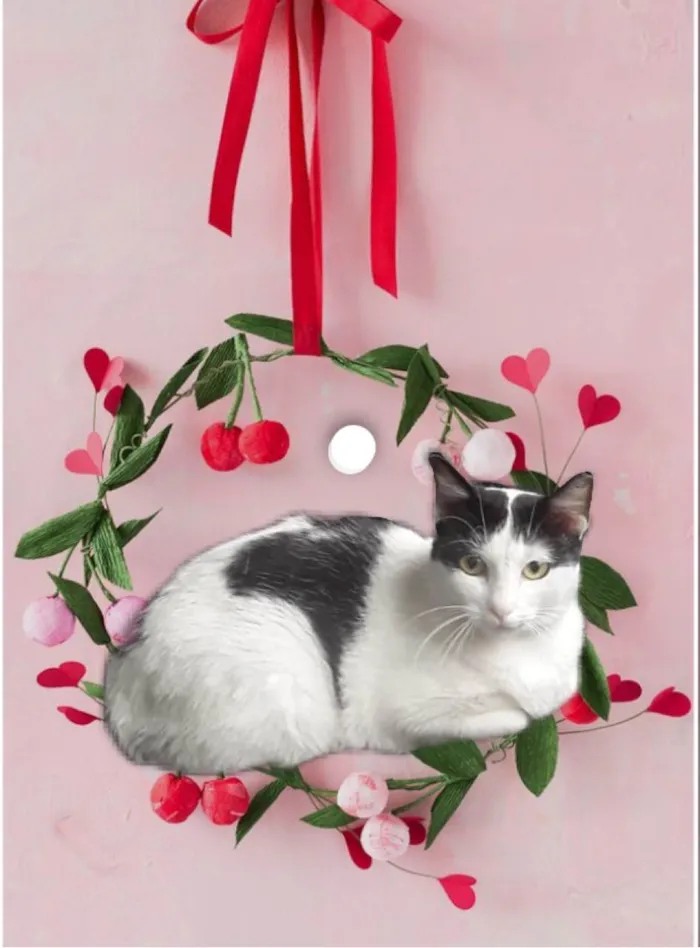 Gato ra a SRD-ViraLata idade 7 a 11 meses nome Oreo bb10 meses mega carinhoso 