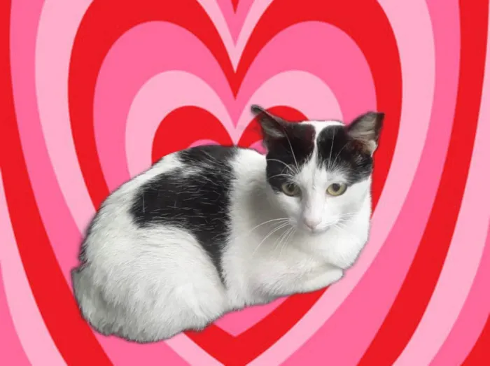 Gato ra a SRD-ViraLata idade 7 a 11 meses nome Oreo bb10 meses mega carinhoso 