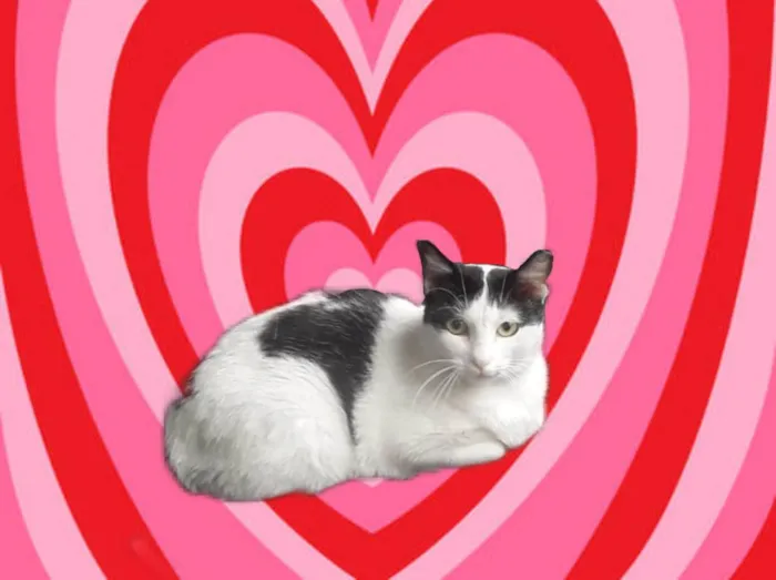 Gato ra a SRD-ViraLata idade 7 a 11 meses nome Oreo bb10 meses mega carinhoso 