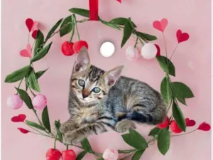 Gato raça SRD-ViraLata idade 2 a 6 meses nome Fuji bb2meses lindo 