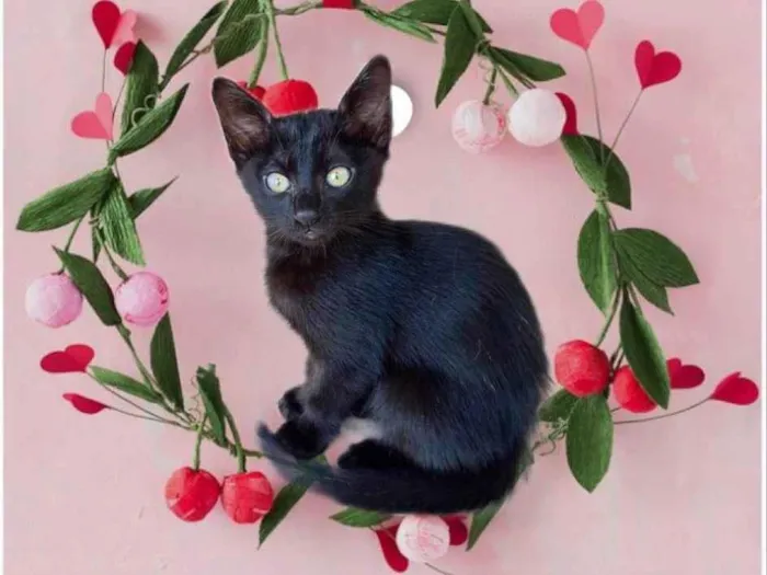 Gato ra a SRD-ViraLata idade 2 a 6 meses nome Sushi bb2meses 