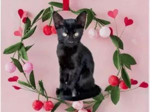 Gato raça SRD-ViraLata idade 2 a 6 meses nome Luli bb2meses lindo 