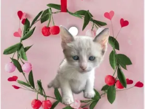 Gato raça SRD-ViraLata idade 2 a 6 meses nome Bubby bb2meses 