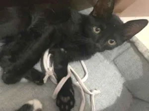 Gato raça indefinida idade Abaixo de 2 meses nome linda
