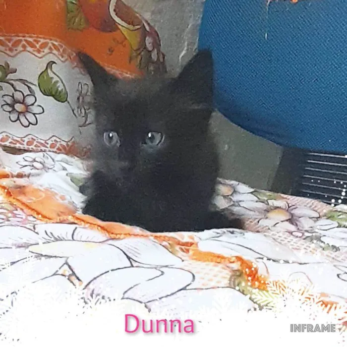 Gato ra a srd idade 2 a 6 meses nome Dunna